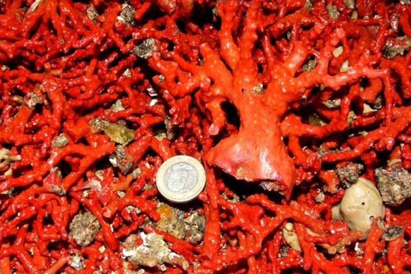 Corail rouge provenant du parc naturel du Cap de Creus en Catalogne - avril 2015