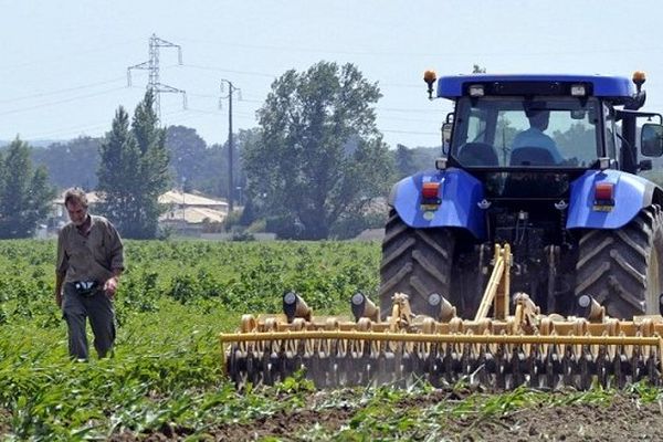 Jacques Bauville a fini de détruire son champs de maïs transgénique avant de la replanter en maïs conventionnel, à Saubens en Haute-Garonne.