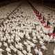 À Peyrins, dans la Drôme, l'agrandissement d'un élevage de poulets interpelle le parti animaliste qui dénonce des conditions de détention ne respectant pas le bien-être animal.