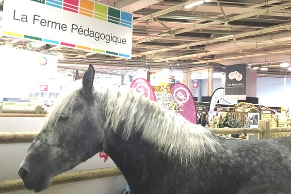 C'est dans le pavillon 4 qu'est installée la ferme pédagogique du Salon International de l'Agriculture 2017 à Paris-Porte de Versailles.