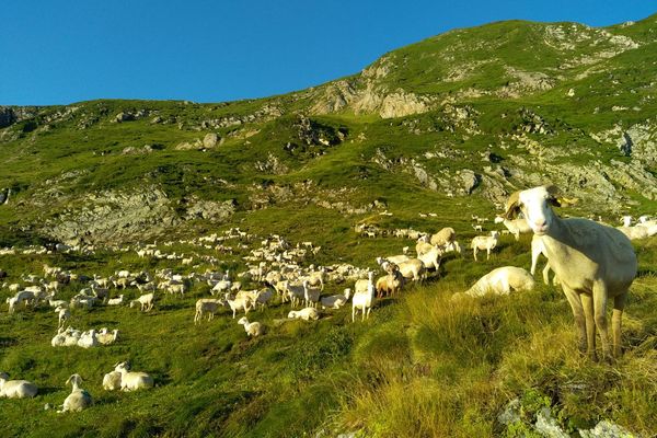 Le troupeau de Pablo Garcia compte plus de 1700 bêtes en Ariège.