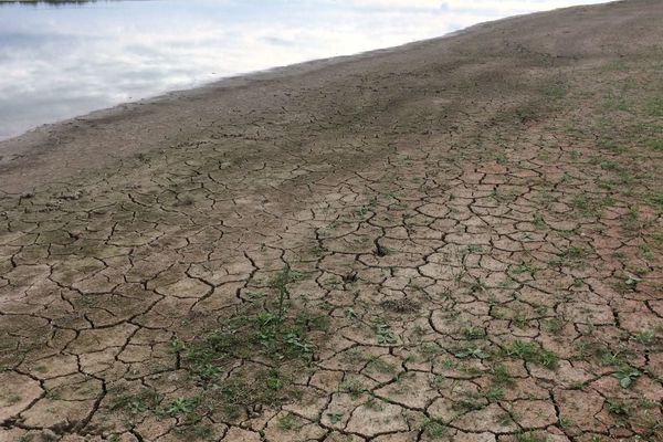 Les étangs de la Dombes sont quasi à sec : une catastrophe pour la ressource piscicole. 