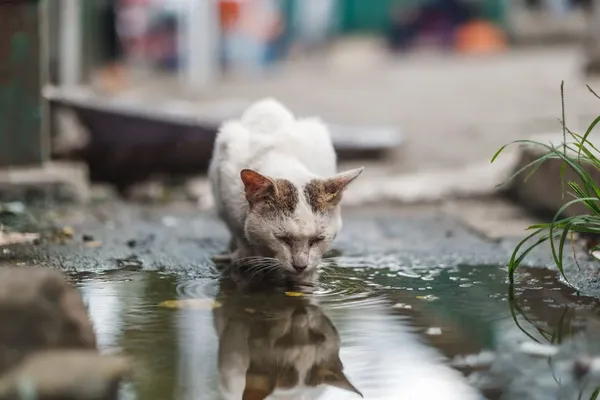 Les associations se mobilisent pour capturer et stériliser ou castrer les chats errants