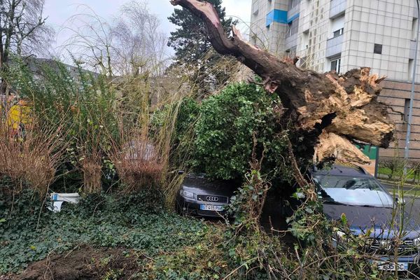 Un arbre s'est couché sur quatre véhicules stationnés à Wasquehal (Nord), ce lundi 6 janvier 2025.