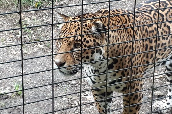 Les jaguars et les tigres blancs font partie des animaux fétiches du zoo de Pessac.