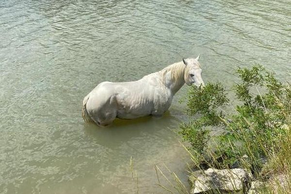 Un cheval de race camarguaise en difficulté dans un canal a pu être secouru dimanche 23 juin 2024.