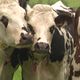 Des vaches de la ferme expérimentale du Pin (Orne)