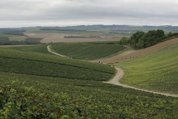 Les vendanges devraient commencer plus tôt dans les 5 500 hectares de vignes du Chablisien