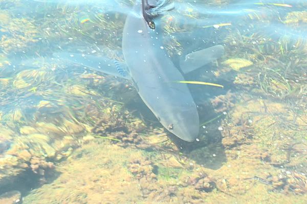 L'animal évoluait à proximité du rivage depuis de nombreux jours, sa dépouille a été retrouvée ce samedi 30 juillet.