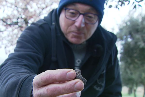 Un plan d'aide régional finance la plantation d'arbres truffiers en Ardèche pour encourager la filière