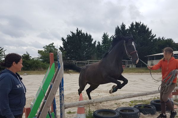 Dans l'Allier à Ebreuil, Marion Bouchard s'occupe d'une vingtaine de chevaux grâce à une méthode simple qui repose sur la douceur et les encouragements. 