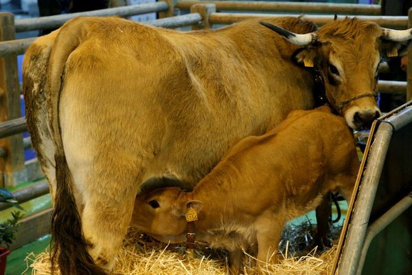 La mascotte du salon de l'agriculture cette année, Haute, une vache de race Aubrac de 6 ans et son veau. 