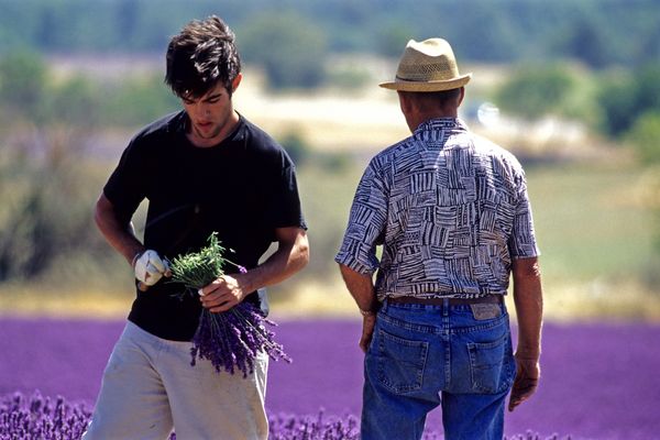 Dans la Drôme Provençale, la lavande est reine. Dans la cuisine, les produits pharmaceutiques, cosmétiques, et les parfums, l'huile essentielle de lavande est partout et fait la fierté du territoire. Et les abeilles se donnent à cœur joie d'aller butiner la plante pour produire du miel.