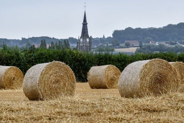 Des fourrages en pleine sécheresse près de Godewaersvelde (Nord), fin juillet.