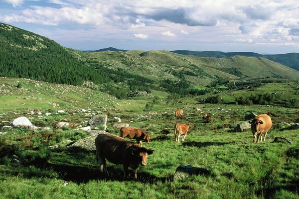 Une photographie du Parc National des Cévennes, prise en 2011 du Mont Lozère.