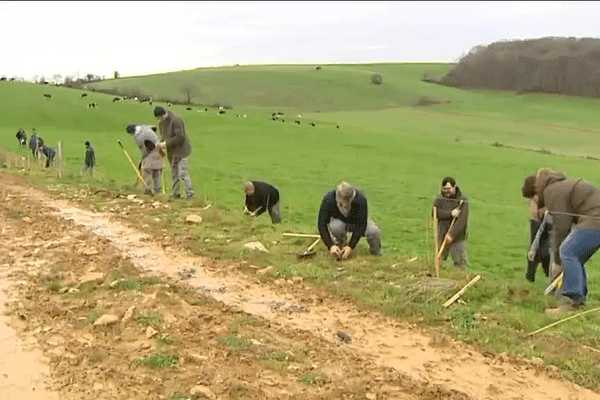 Une trentaine d'essences différentes seront plantées sur 7 communes au total