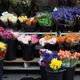 Illustration de fleurs en vente chez un fleuriste.