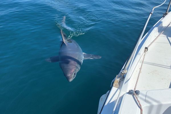 Habitué du large et des profondeurs, un requin-taupe rend visite aux plaisanciers