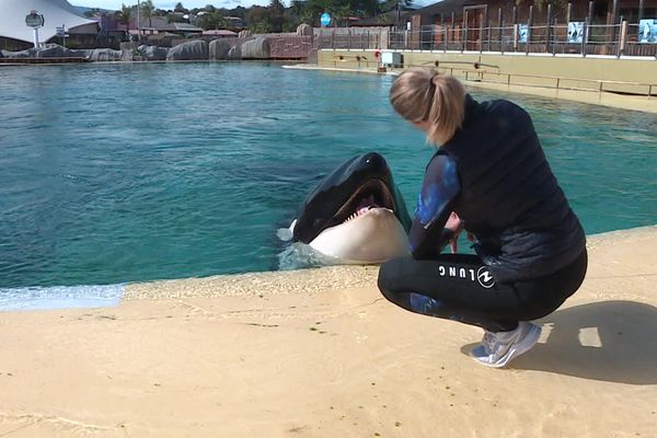 Antibes (Alpes-Maritimes) : une dresseuse devant une orque du parc Marineland.