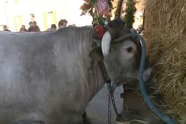 le défilé des boeufs gras de Captieux en Gironde