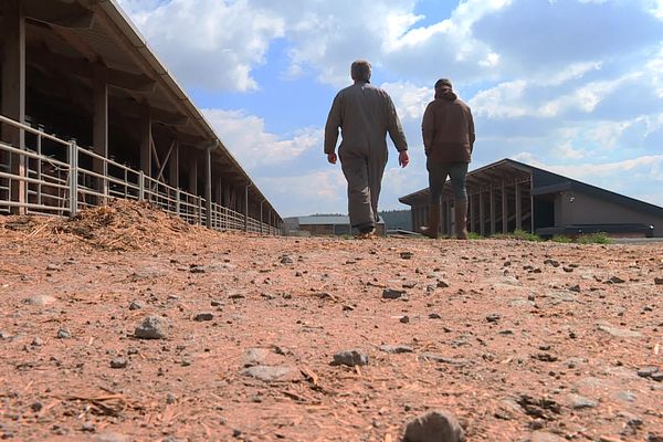 Crée il y a cinq ans, la ferme des 1000 veaux perd 100 000 euros chaque année. 