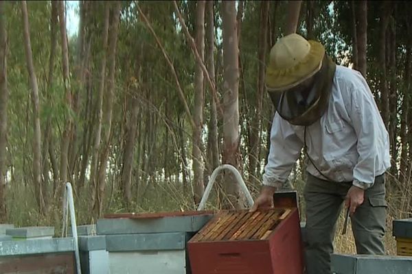 Depuis 20 ans, les apiculteurs se battaient pour l'interdiction des néonicotinoïdes qui décimaient les populations d'abeilles