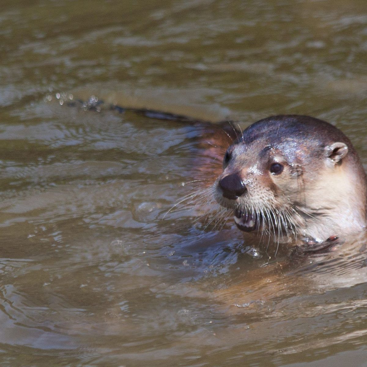 Tiens Revoila La Loutre A Montauban