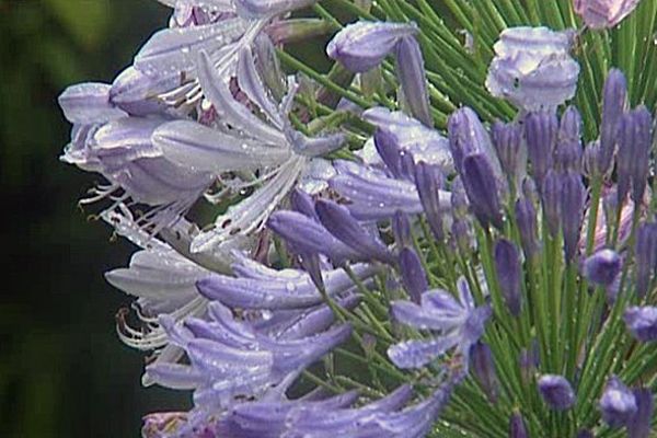 Les jardins d'Agapanthe participent à l'émission, le jardin préféré des Français.