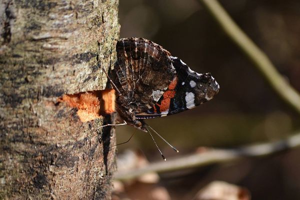 Tentative de camouflage pour ce petit vulcain