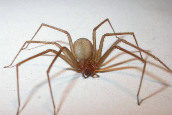 L'araignée violoniste est présente en France dans le pourtour méditerranéen.