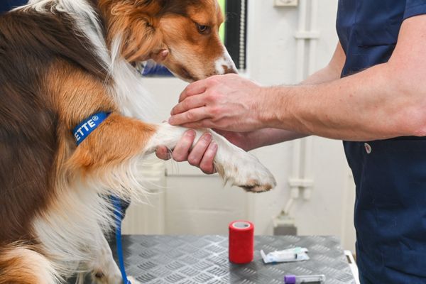 Dans le Jura, une clinique vétérinaire ouvre près de Dole. Elle sera ouverte 24/24 heures.