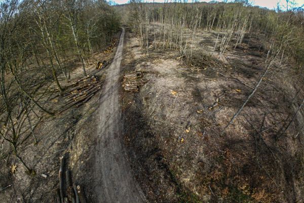 Une vingtaine de parcelles forestières sont concernées par ces coupes blanches comme ici dans la forêt de Garche. Le préjudice est évalué à 500.000 euros.