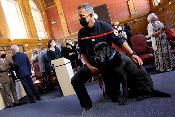 Présentation de LOL, chien d'assistance judiciaire, au palais de justice de Carcassonne.