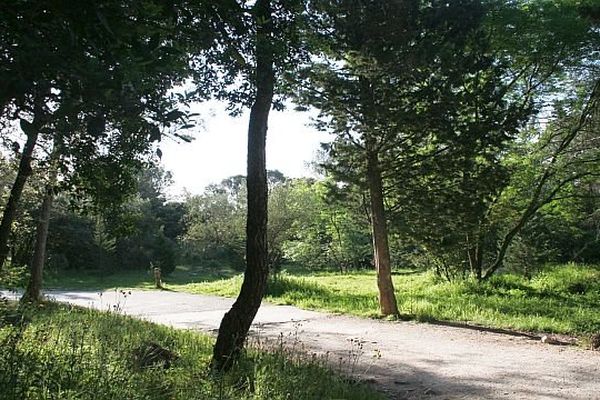 Montpellier - Le bois de Montmaur - 2013.