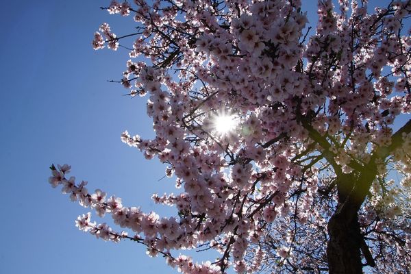 Du soleil pour les arbres en fleur ! Un temps presque plus estival que printanier nous attend