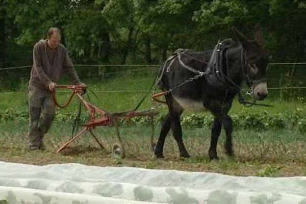 Réglisse, 10 ans, un âne qui remplace agréablement un tracteur