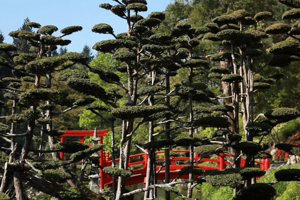 Ce pont typiquement japonais fut reconstruit en 1988. Il permet d'accéder aux îles qui symbolisent le Paradis taoïste