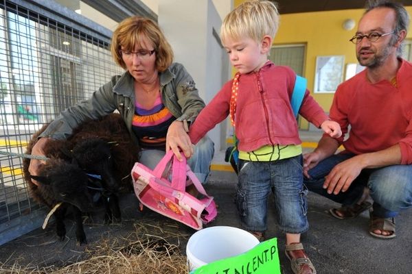 Vincent P, le mouton noir d'Ouessant baptisé du nom du ministre de l'éducation...