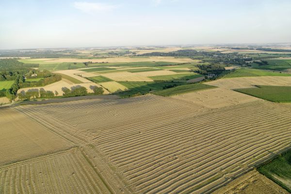 Un champ de céréales, dans le Boulonnais.