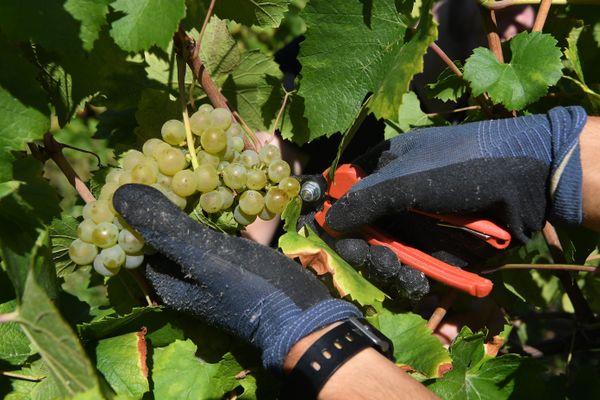 Malgré la sécheresse estivale, les vendanges promettent une année exceptionnelle pour le champagne.