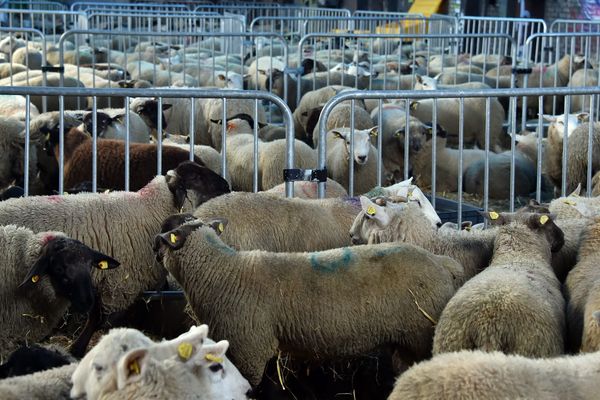 Un contrôle sanitaire sera effectué sur chaque bête.