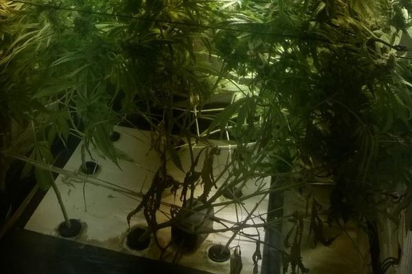 Voici quelques plants de cannabis retrouvés chez l'individu à Noidans-le-Feroux, en Haute-Saône.