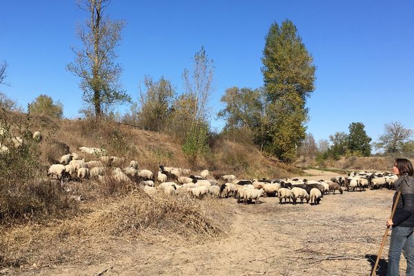 250 brebis protègent la zone naturelle sensible des Coqueteaux sur les bords de l'Allier