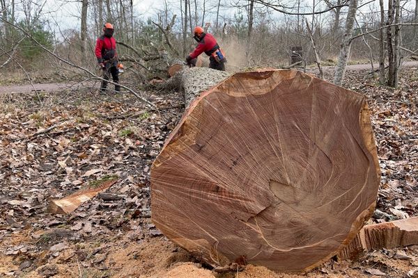 Le chêne découpé en forêt de Chambord ce 19 mars.