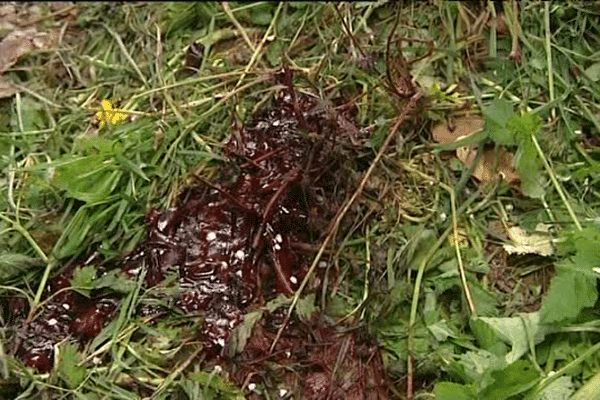 La troisième jument agressée a été retrouvée dimanche soir gisant dans son sang dans un pré à Sottevast