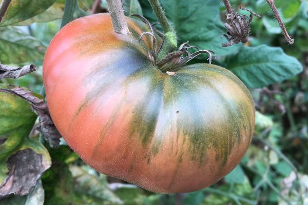 L'une des innombrables tomates anciennes cultivées à Canop'Terre