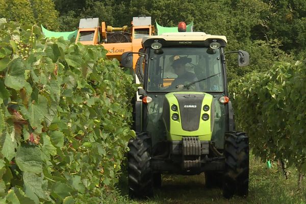 Les vendages ont commencé à Lacquy dans les Landes.