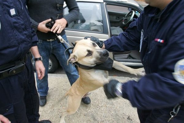 C'est un chien de type american staff qui a sérieusement blessé la victime