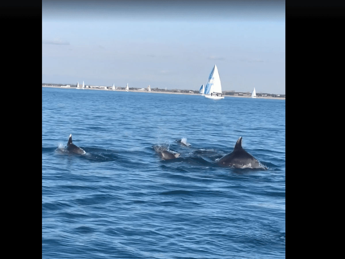 Au Grau Du Roi Un Plaisancier Croise Et Filme Tout Un Banc De Dauphins