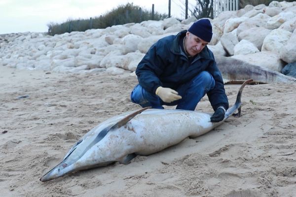 Les correspondants du réseau échouage recensent les cas signalés de dauphins retrouvés sur les plages